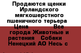 Продаются щенки Ирландского мягкошерстного пшеничного терьера › Цена ­ 30 000 - Все города Животные и растения » Собаки   . Ненецкий АО,Несь с.